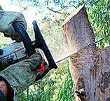 How Our Tree Care Process Works  in  Totowa, NJ