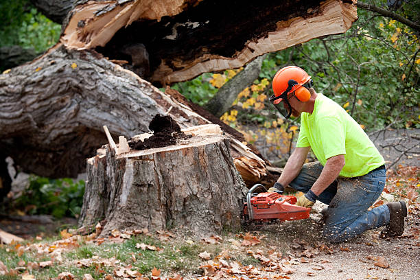 Professional Tree Removal in Totowa, NJ